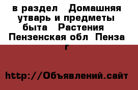  в раздел : Домашняя утварь и предметы быта » Растения . Пензенская обл.,Пенза г.
